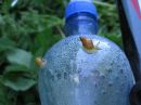 Przysz�y �limaki