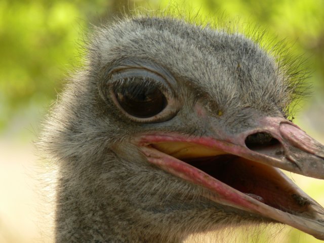 ostrich.jpg