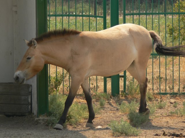 przewalskishorse.jpg